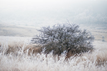 Дерево в тумане