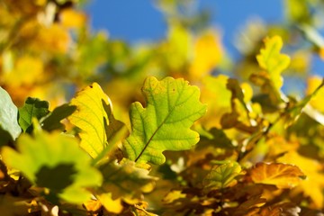 Autumn leaves of oak, autumn colors, autumn background.