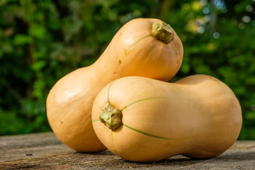 Butternuss-Kürbisse im Garten