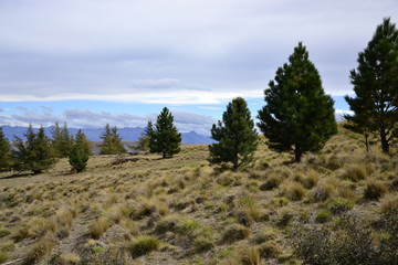 Bäume auf der Wiese 