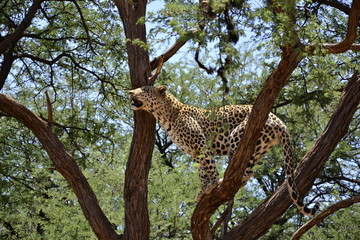 Fototapeta na wymiar kletternder Leopard