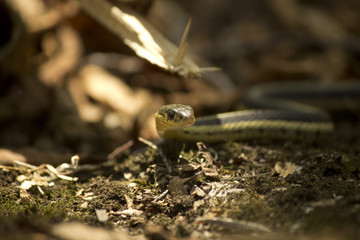 Garter Snake