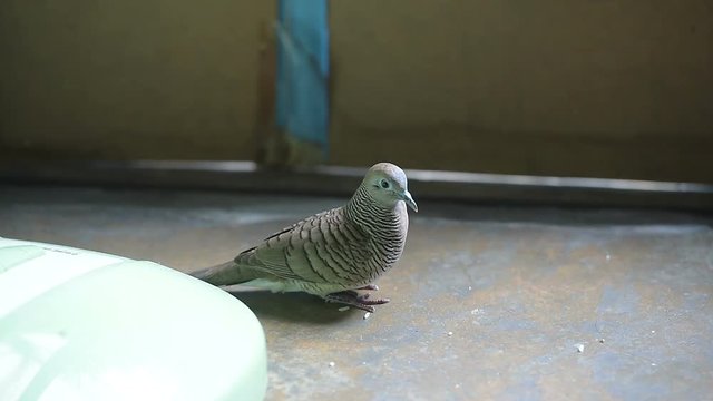  Dove with rice in my house