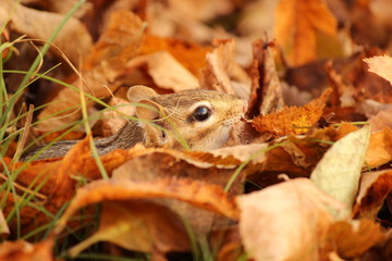 Chipmunk in the Fall Leaves