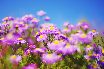 Obraz na płótnie Canvas Lilac autumn flowers, soft focus. Bright autumn flower background. Purple Aster bloom, blue flowers