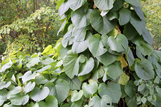 Green foliage of Aristolochia macrophylla or pipevin