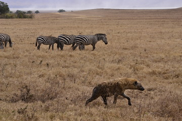 Naklejka na ściany i meble Zebra und Hyäne