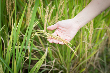 Fototapeta premium rice in hand