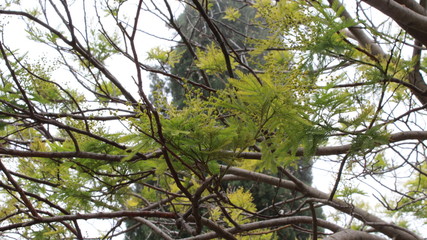 Green World