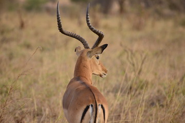 wild Impala 