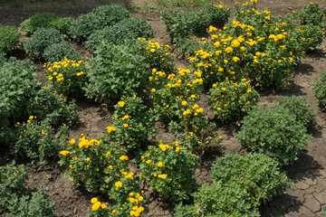 Yellow Chrysanthemums in bloom in the garden