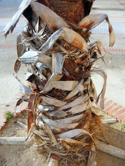 detalle de tronco de arbol palmera en el jardín del parque