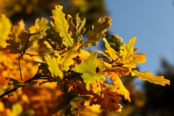 Autumn leaves of oak, autumn colors, autumn background.