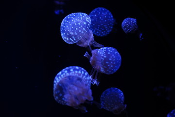jellyfishes