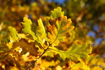 Autumn leaves of oak, autumn colors, autumn background.