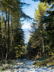 Wald mit Schnee am Gardasee