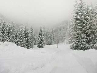 Fototapeta na wymiar Winterlandschaft mit verschneiten Tannen