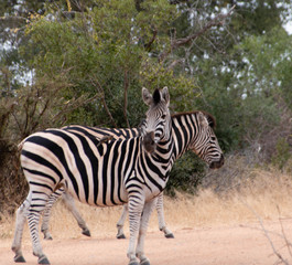 Fototapeta na wymiar Zebras, Kruger