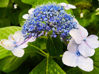 Blue hydrangea: beautiful delicate petals in green leaves, a bud half-bloomed.
