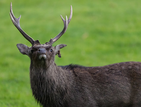 Close-up on Sika stag deer in Killlarney national park