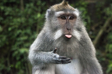 Monkey shows tongue. Face of Macaque monkey in Ubud Monkey Forest, Bali