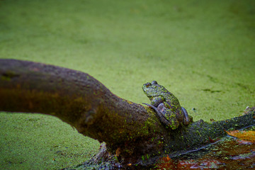 Bullfrog sitting on a Log