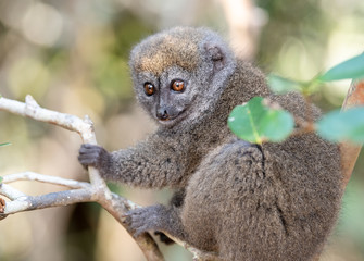 Bamboo lemur (Eastern lesser bamboo lemur). Lemur in trees and nature. Madagascar animals wildlife, wild animal in Madagascar. Holiday tour in Andasibe, Isalo, Masoala, Marojejy National parks. © mbrand85