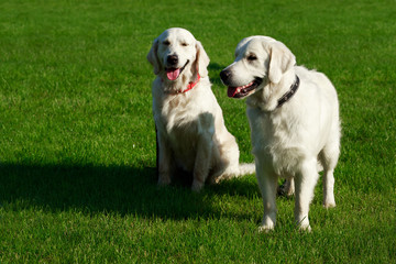 Dog breed Golden retriever