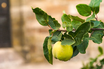 Quince tree growing in the garden. Beautiful Background.