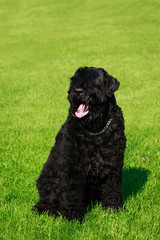 Dog breed Russian Black Terrier