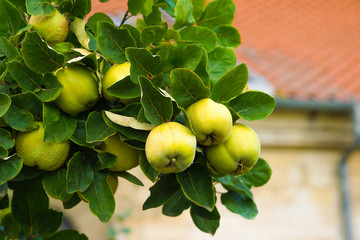 Quince tree growing in the garden. Beautiful Background.