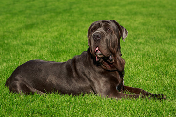 Breed dog Neapolitan Mastiff