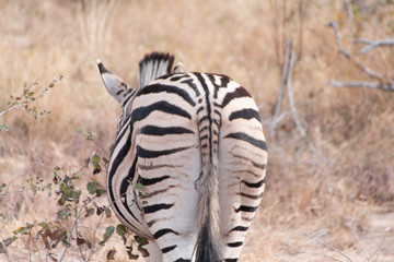 Zebra back view