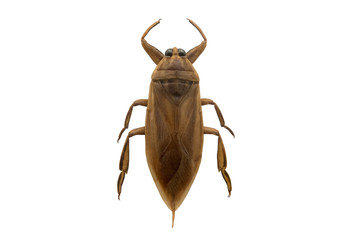 Belostoma so isolated