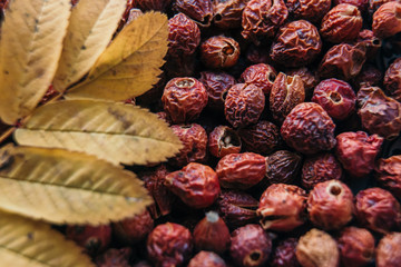 dry berries dogrose red and yellow leaves of rowan