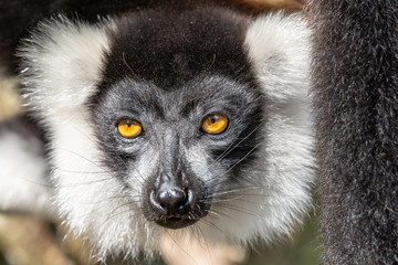 Lemur, Black-and-white ruffed lemur in trees and nature. Madagascar animals wildlife, wild animal in Madagascar. Holiday tour in Andasibe, Isalo, Masoala, Marojejy National parks.