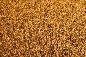 Time for harvest. A fragment of a field of wheat, thousands of ears.