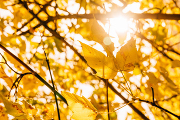 bright sun shines through numerous yellow leaves