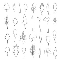 Types of leaf. Outline leaves of different types, isolated on white background. Hand drawn Monochrome realistic illustration
