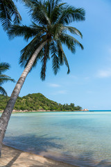 Empty Clean White Sand Beach with Palm Trees in Thailand, Samui
