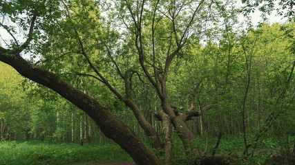 Wild tree in the forest