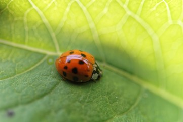 Ladybug