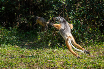 Lemur dancing, cute Diademed Sifaka Lemur in trees and nature. Madagascar animals wildlife, wild animal in Madagascar. Holiday tour in Andasibe, Isalo, Masoala, Marojejy National parks.
