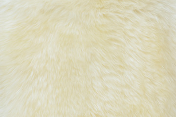 background and textured of real white cream wool sheep