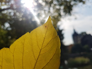 Fall Autumn wallpaper
