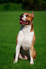Dog breed American Staffordshire Terrier