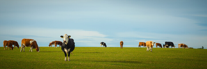 Dairy Cows In Pasture