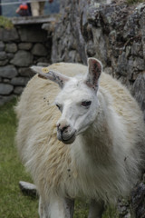 Natural llama on the Machu Picchu ruins