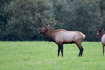 Naklejka na ściany i meble Bull Elk in a Field