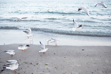 Beautiful seagulls are actively flying over the beach against a clean blue sky on a sunny and very bright day.
